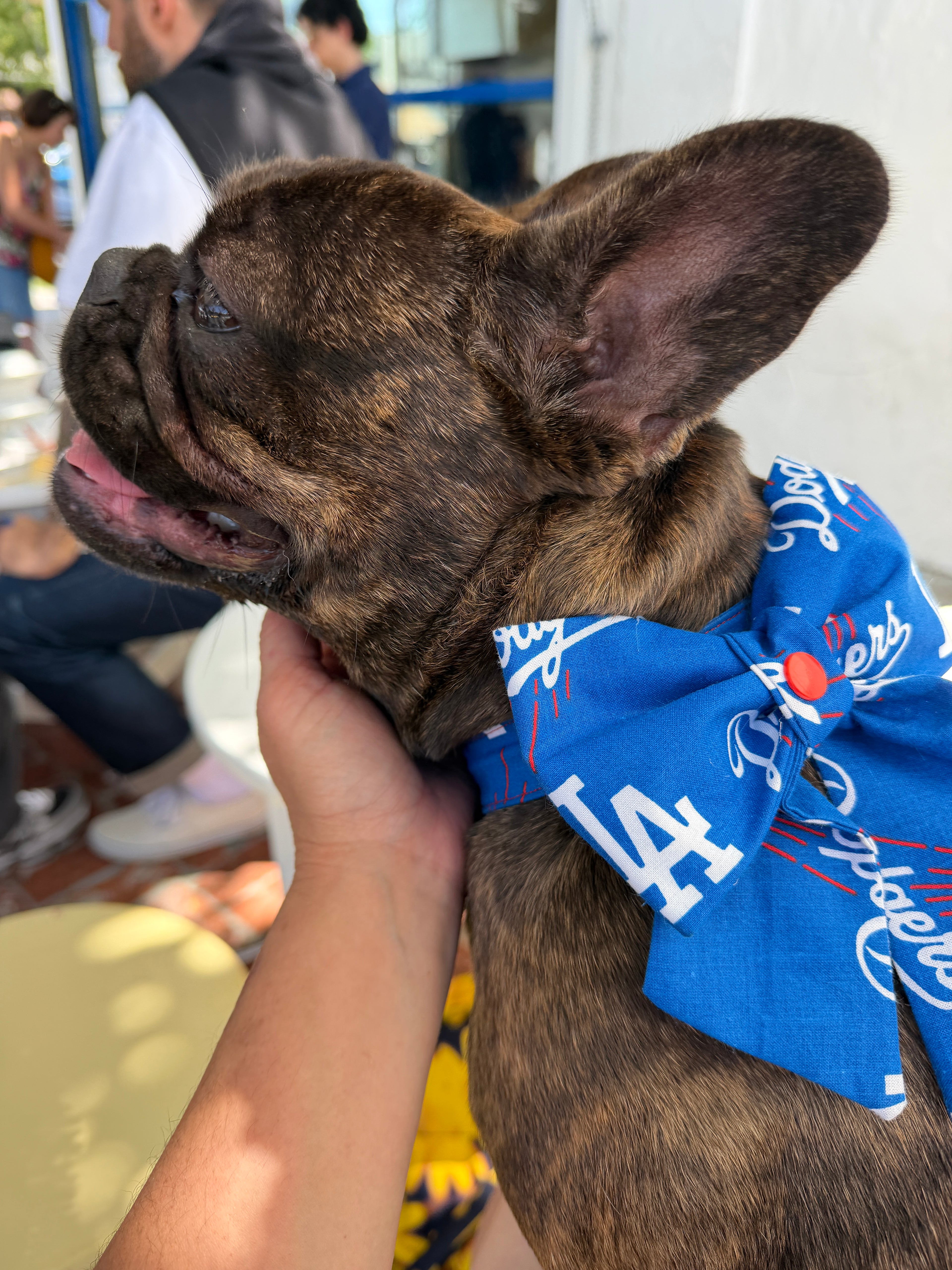 Dodgers Sailor Bow and Collar