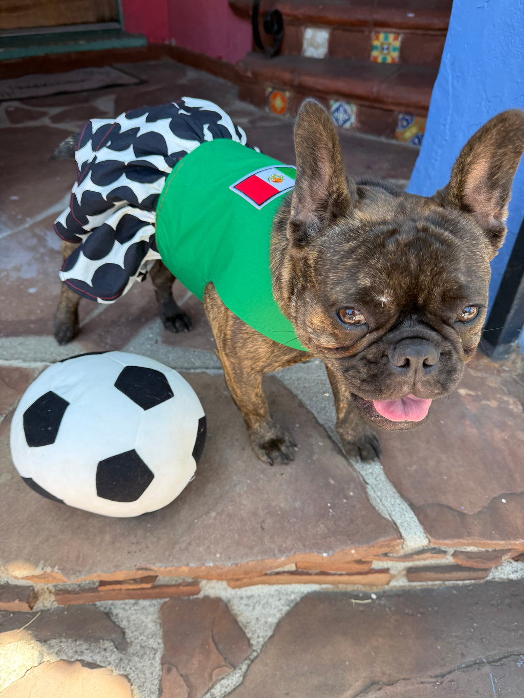 Mexico World Cup Dog Dress