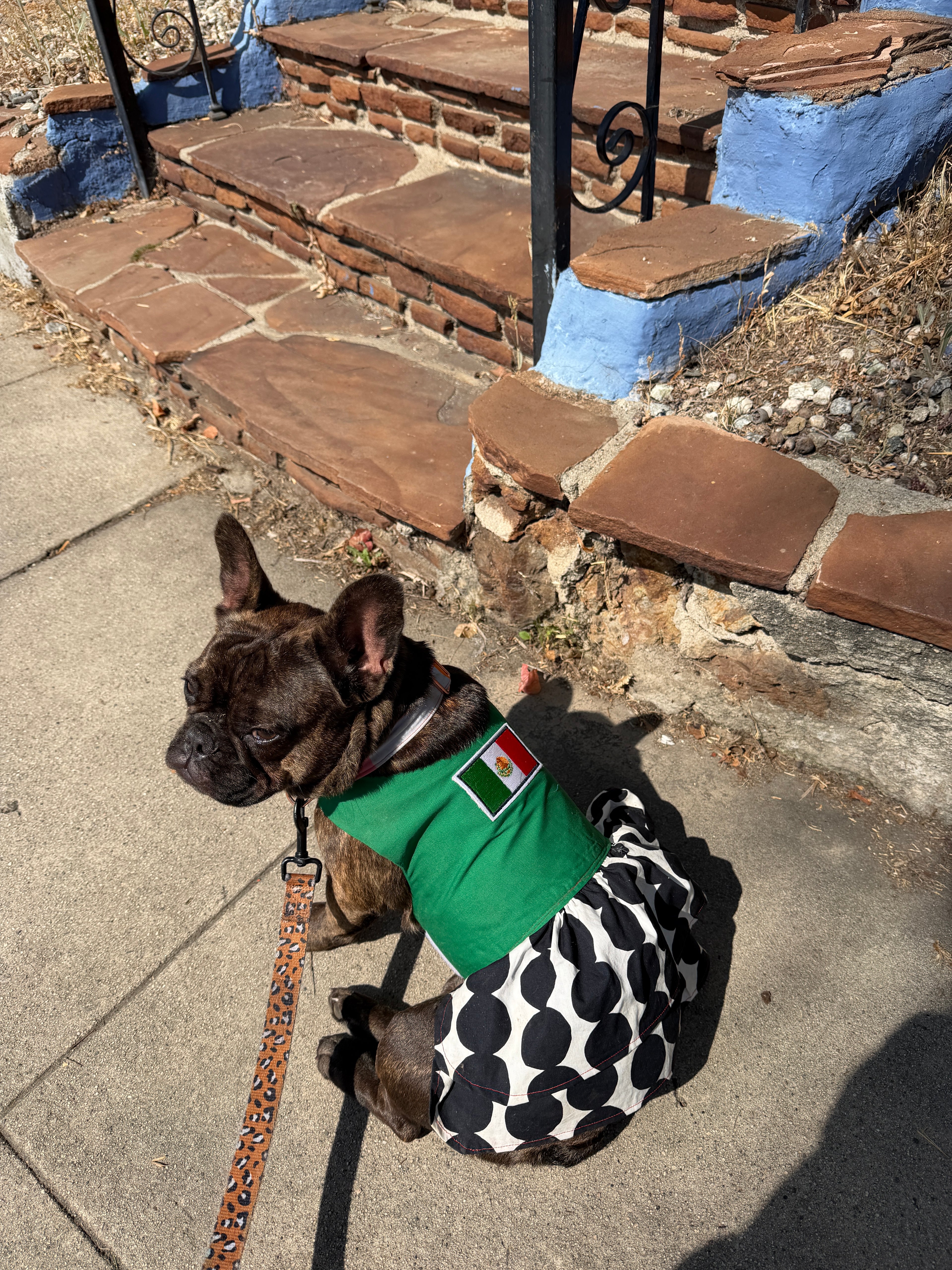 Mexico World Cup Dog Dress