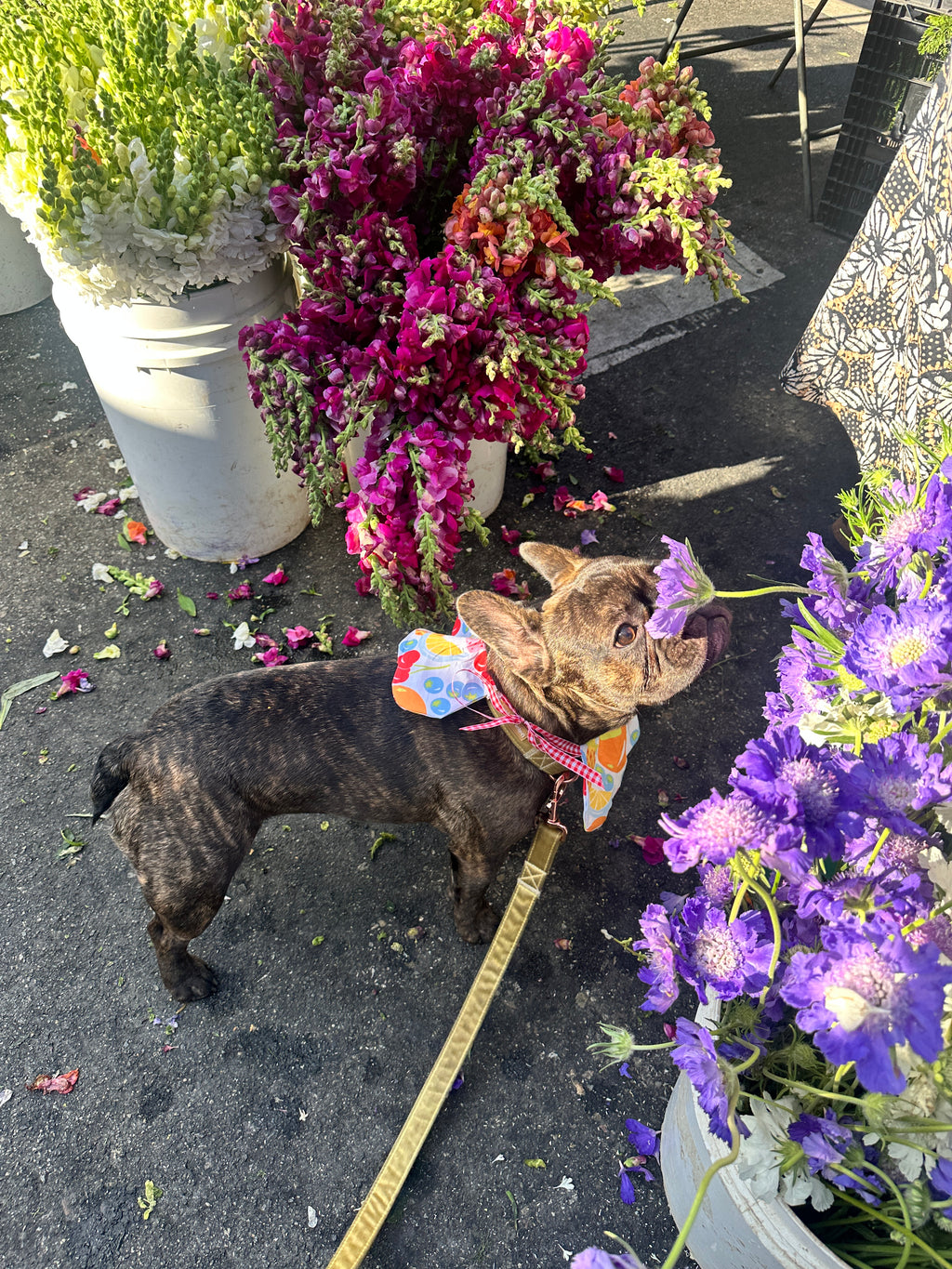 Petal Collar
