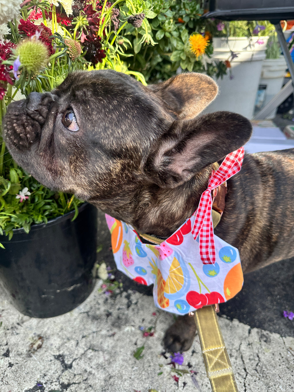 Petal Collar