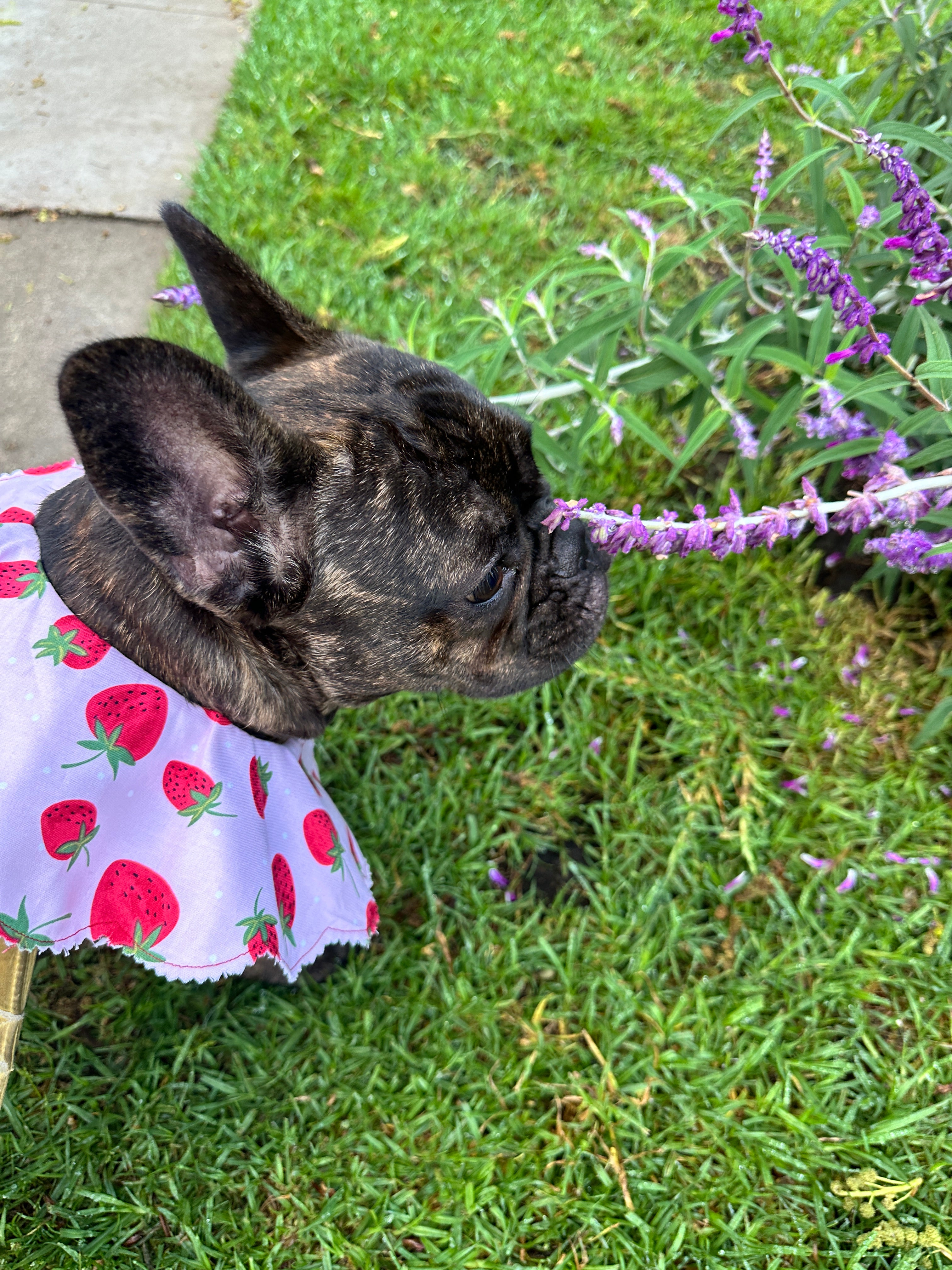Strawberry Shortcake Petal Collar