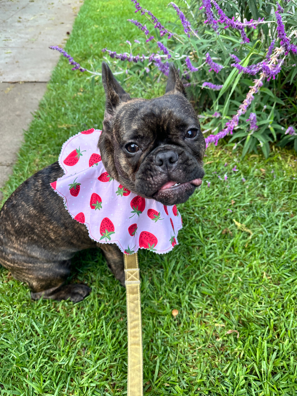 Strawberry Shortcake Petal Collar