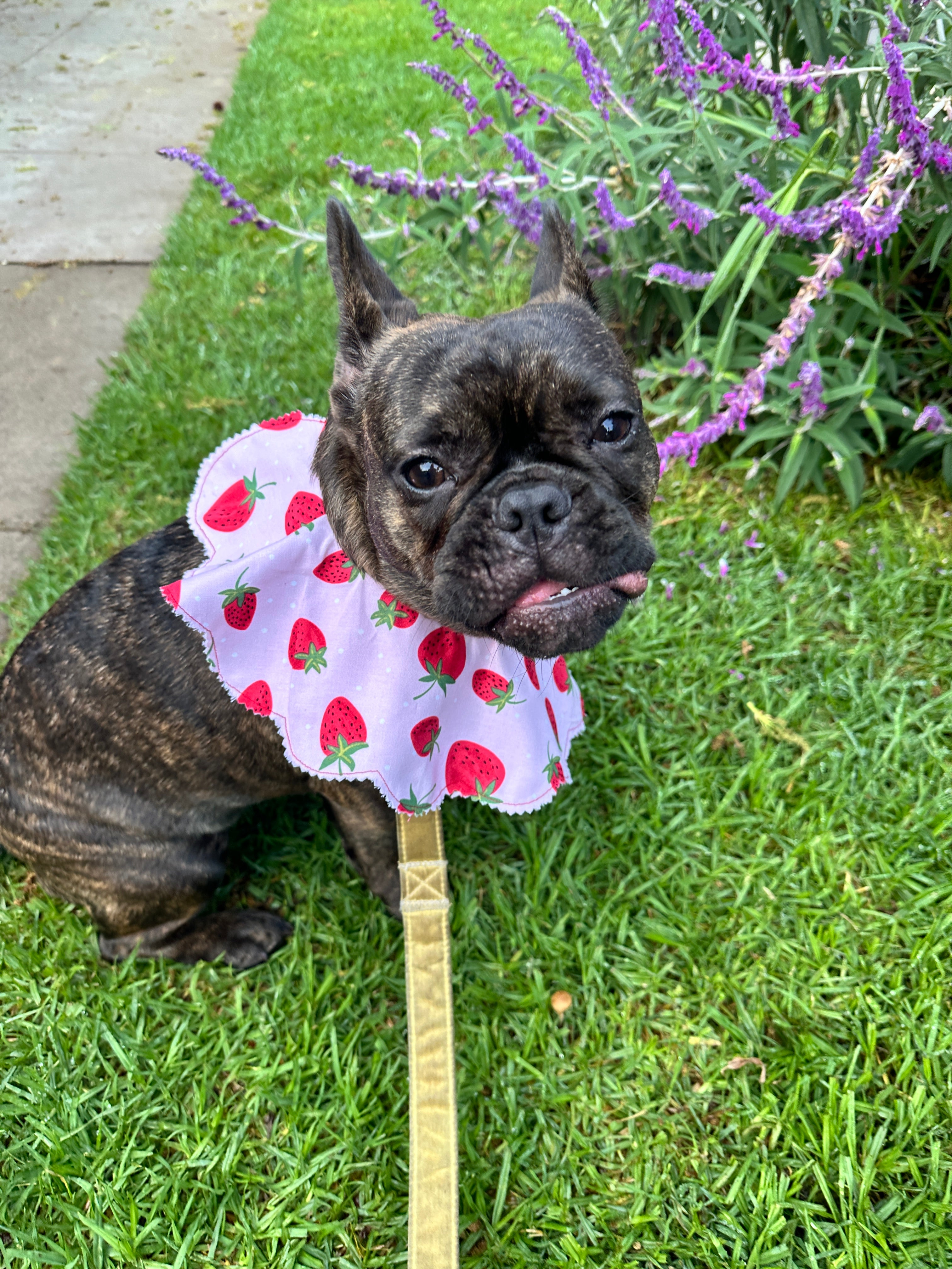 Strawberry Shortcake Petal Collar