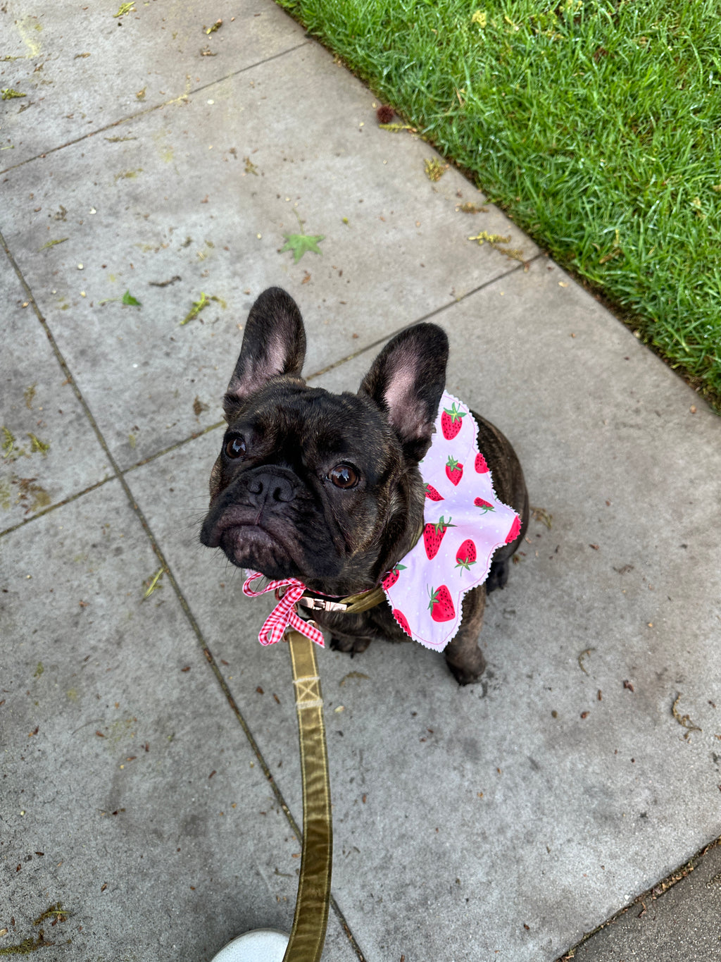 Strawberry Shortcake Petal Collar