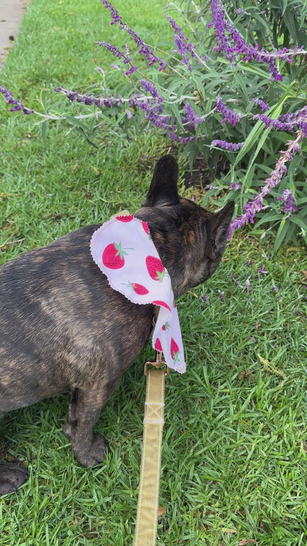Strawberry Shortcake Petal Collar